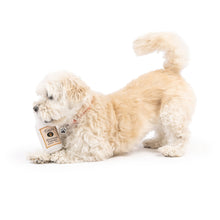 Load image into Gallery viewer, Tiny Tuff Toto's Pawdka