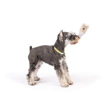 Load image into Gallery viewer, Tiny Tuff Toto's Pawdka